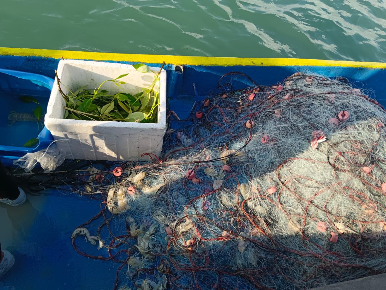 THAI CEROBOH PERLIS 4