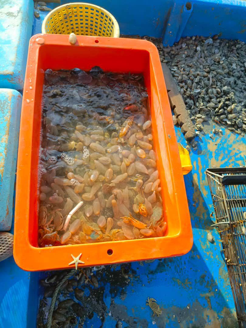 VNT TANGGUK SIPUT 4