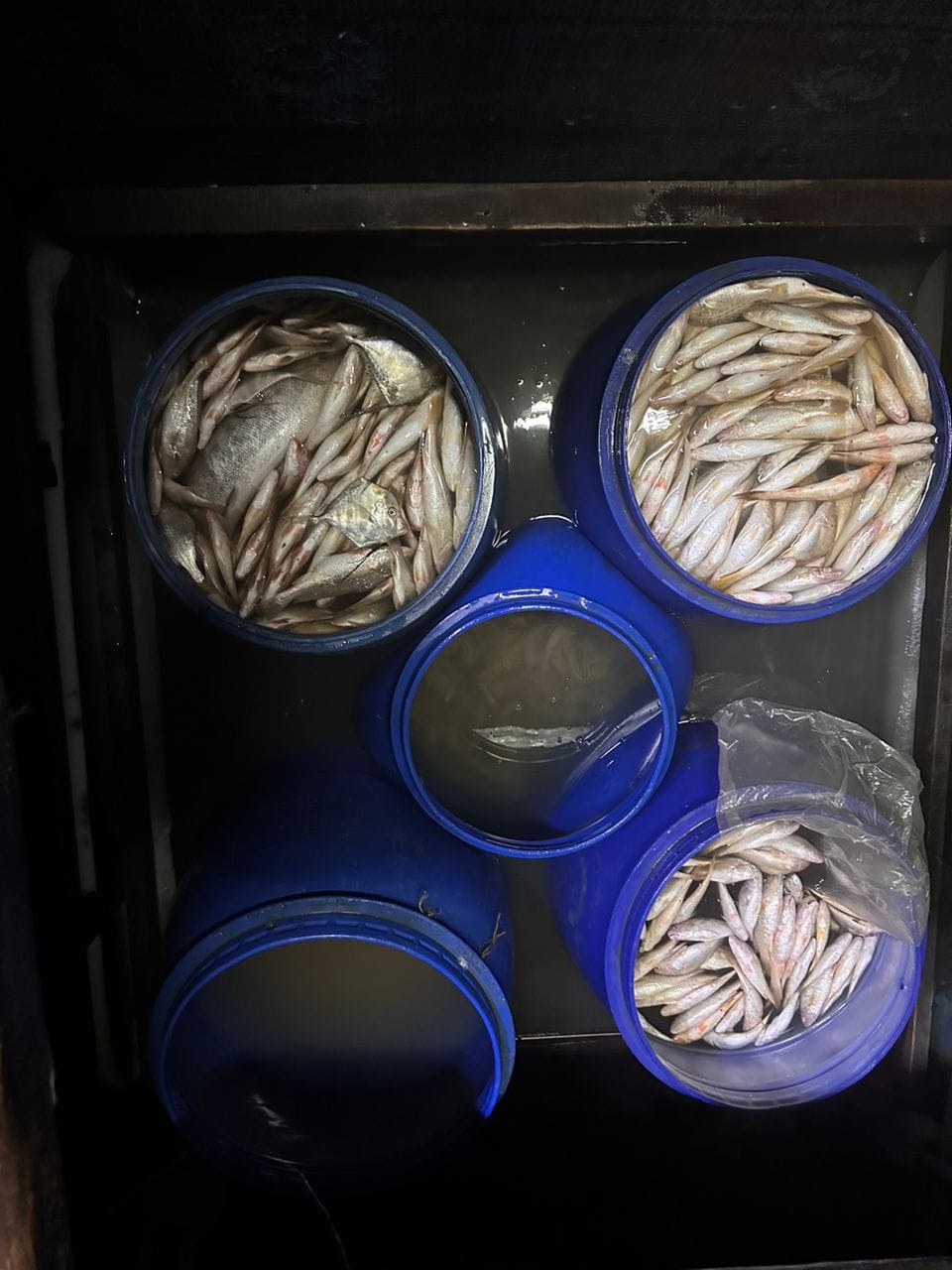 LANGGAR SYARAT LUMUT 3