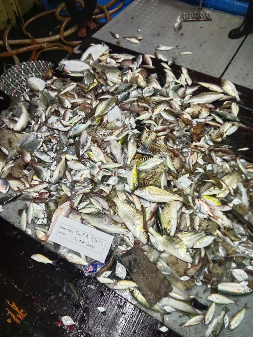 NELAYAN KELAS LUMUT4