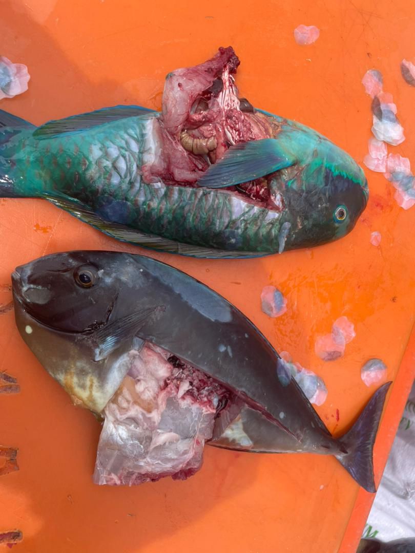 WhatsApp Image 2024 07 06 at 3.43.09 PM